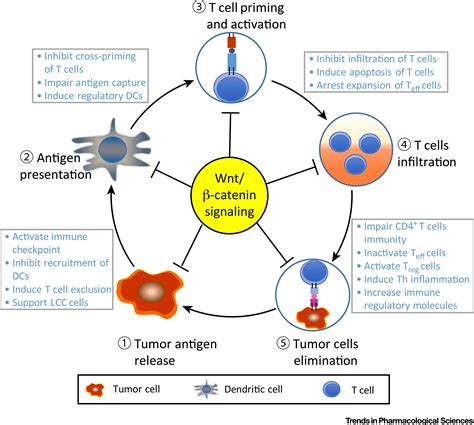 beta-catenin|Wnt/beta.